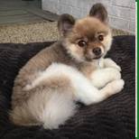 A small dog sitting on top of a blanket.