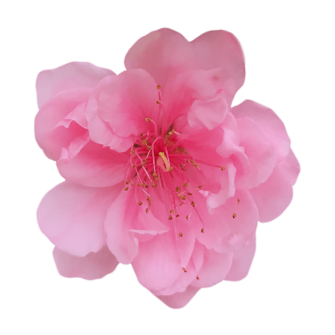 —Pngtree—beautiful-peach-blossom-new-year_5811900 (1)